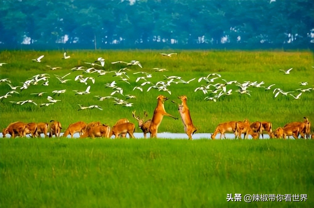 盐城最大的海边城市,盐城海岸线为何一直延伸