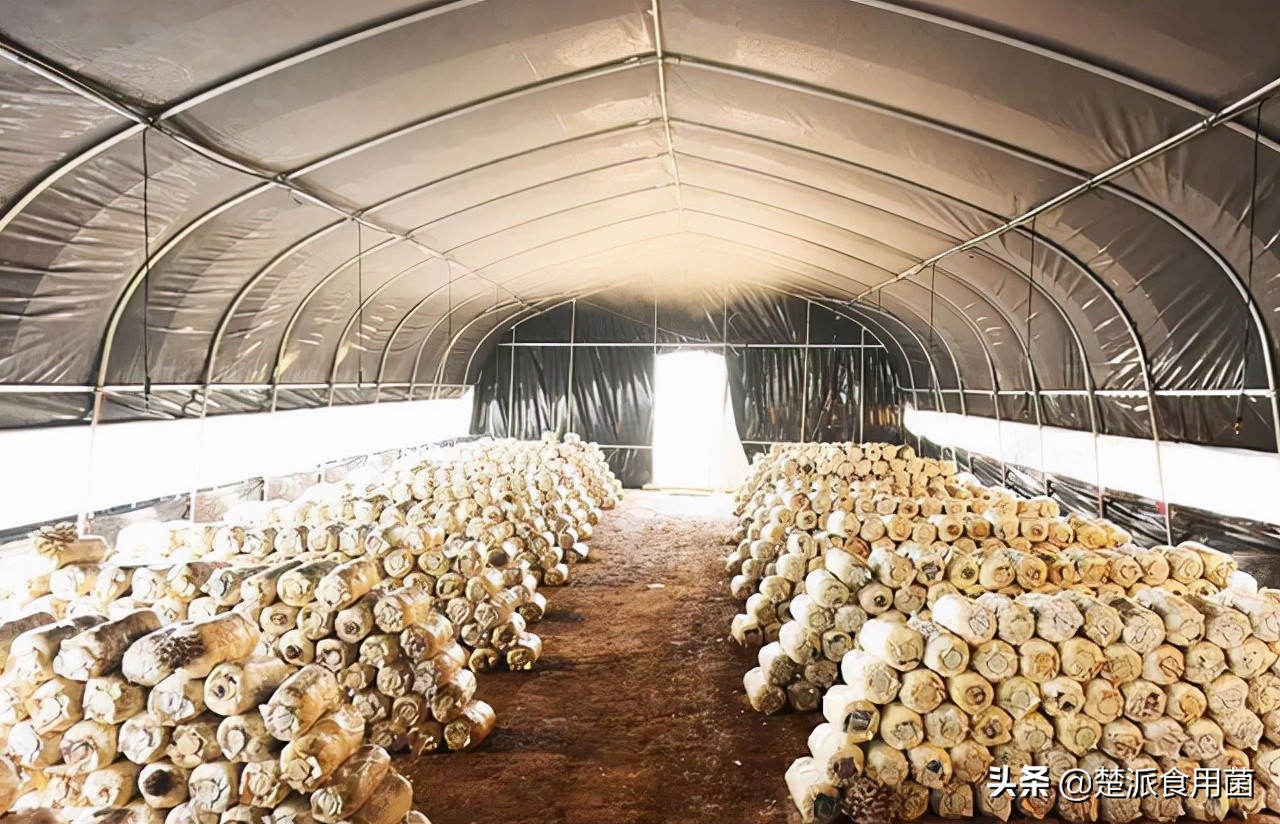 平菇菌袋多发病症的原因及对策