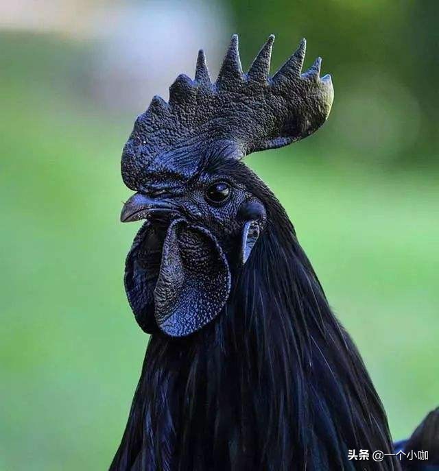 全球最昂贵的六种黑化动物,世界上最贵的几种黑化动物