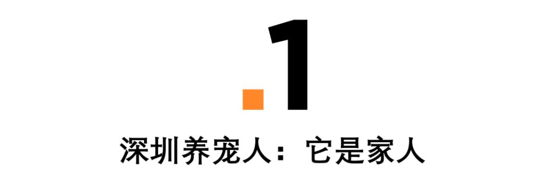 深圳探访宠物店,深圳最好的宠物街
