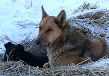 无人区内与狼搏斗负伤的流浪藏獒,被困野狼救助完整版