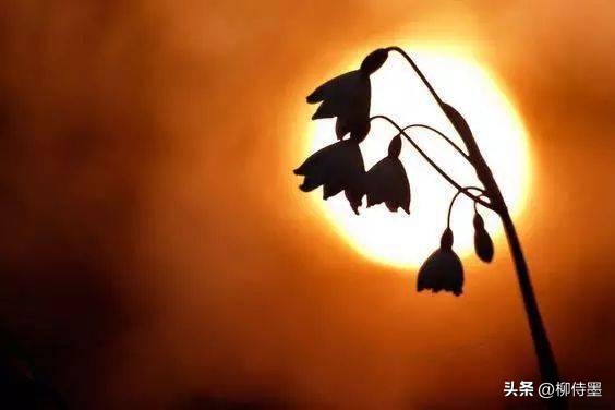 如何拍摄高清花朵照片教程,拍照技术技巧花朵