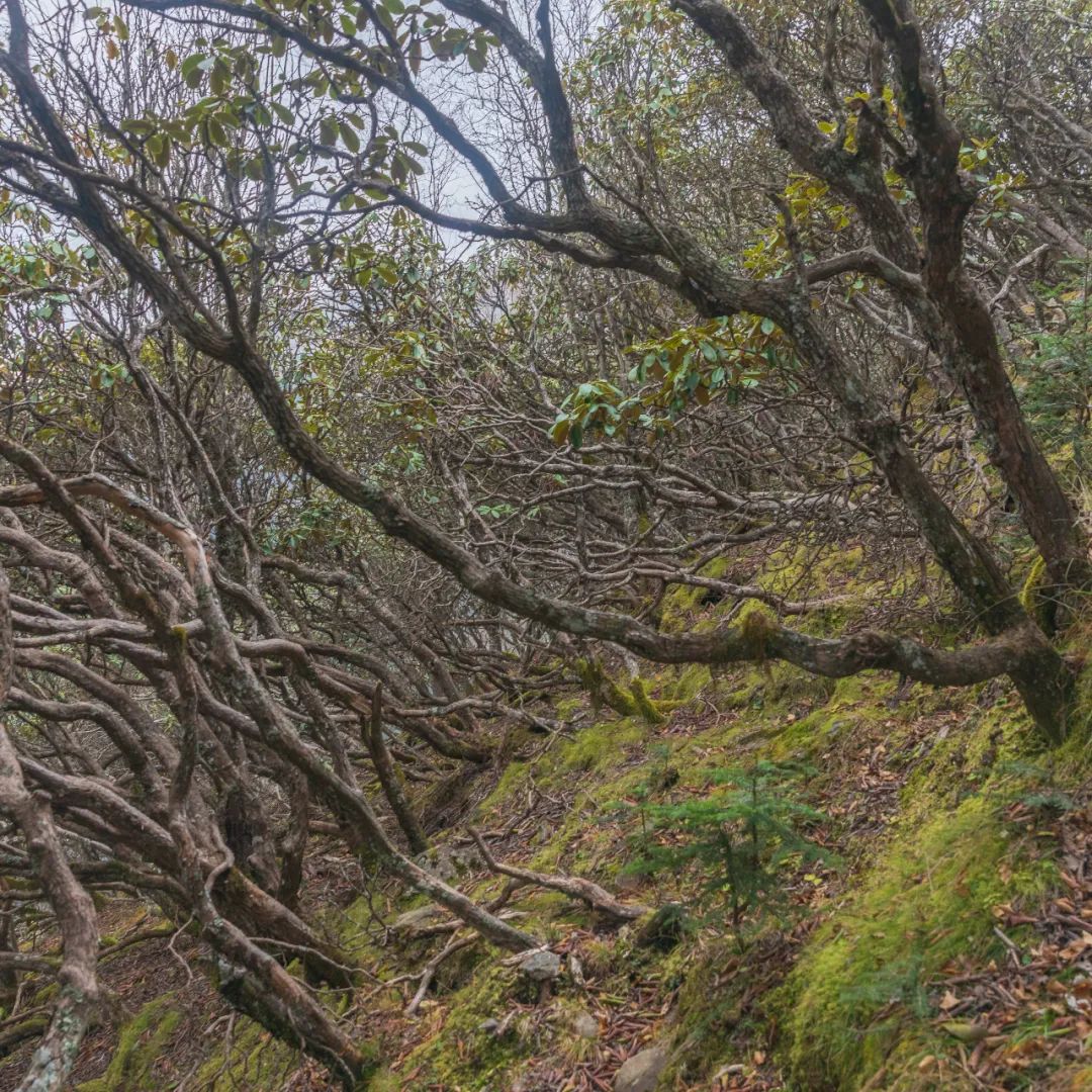 登太白山感受,太白山景区登顶拔仙台