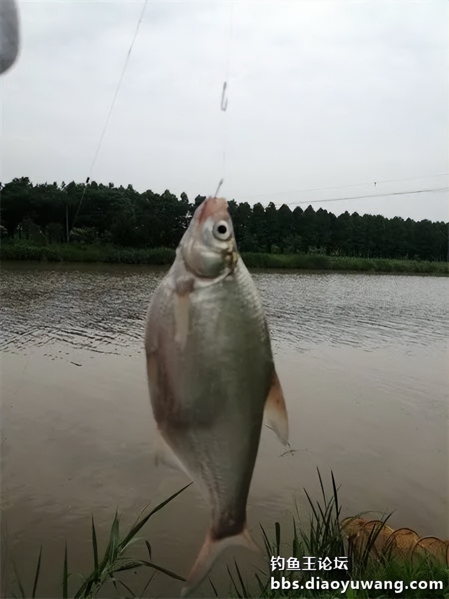 崇明北横引河水深,北横引河能钓鱼吗