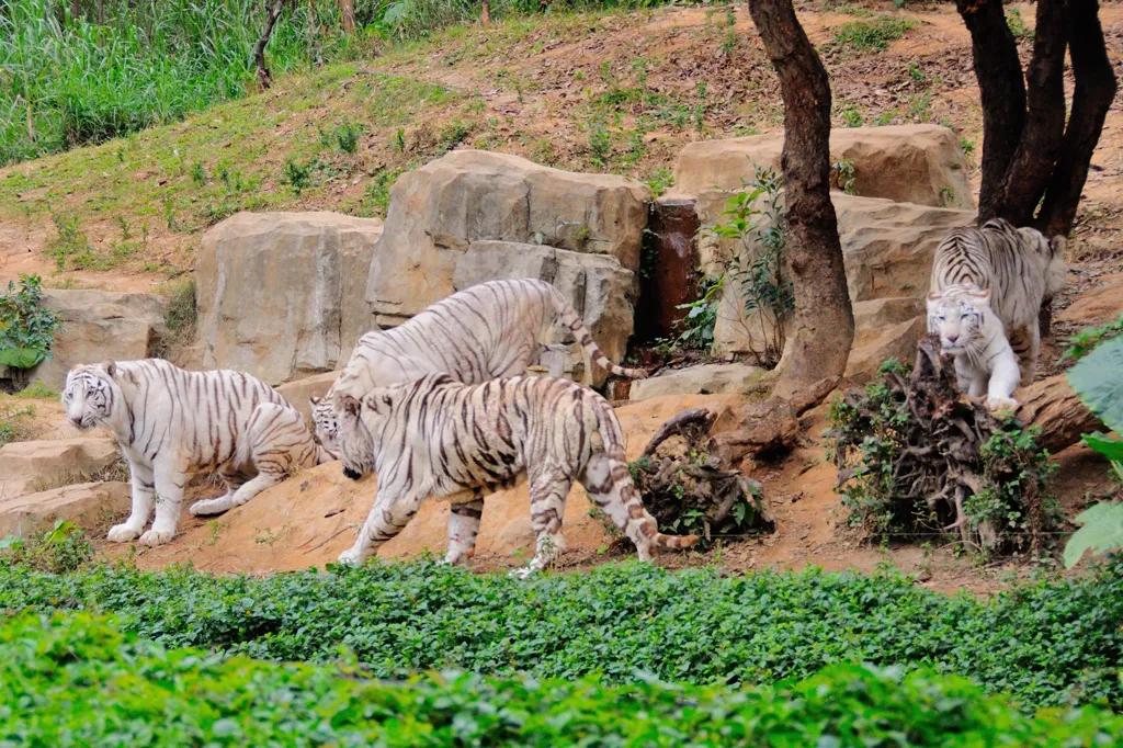广州长隆野生动物世界有大象吗,广州长隆野生动物世界有多少动物