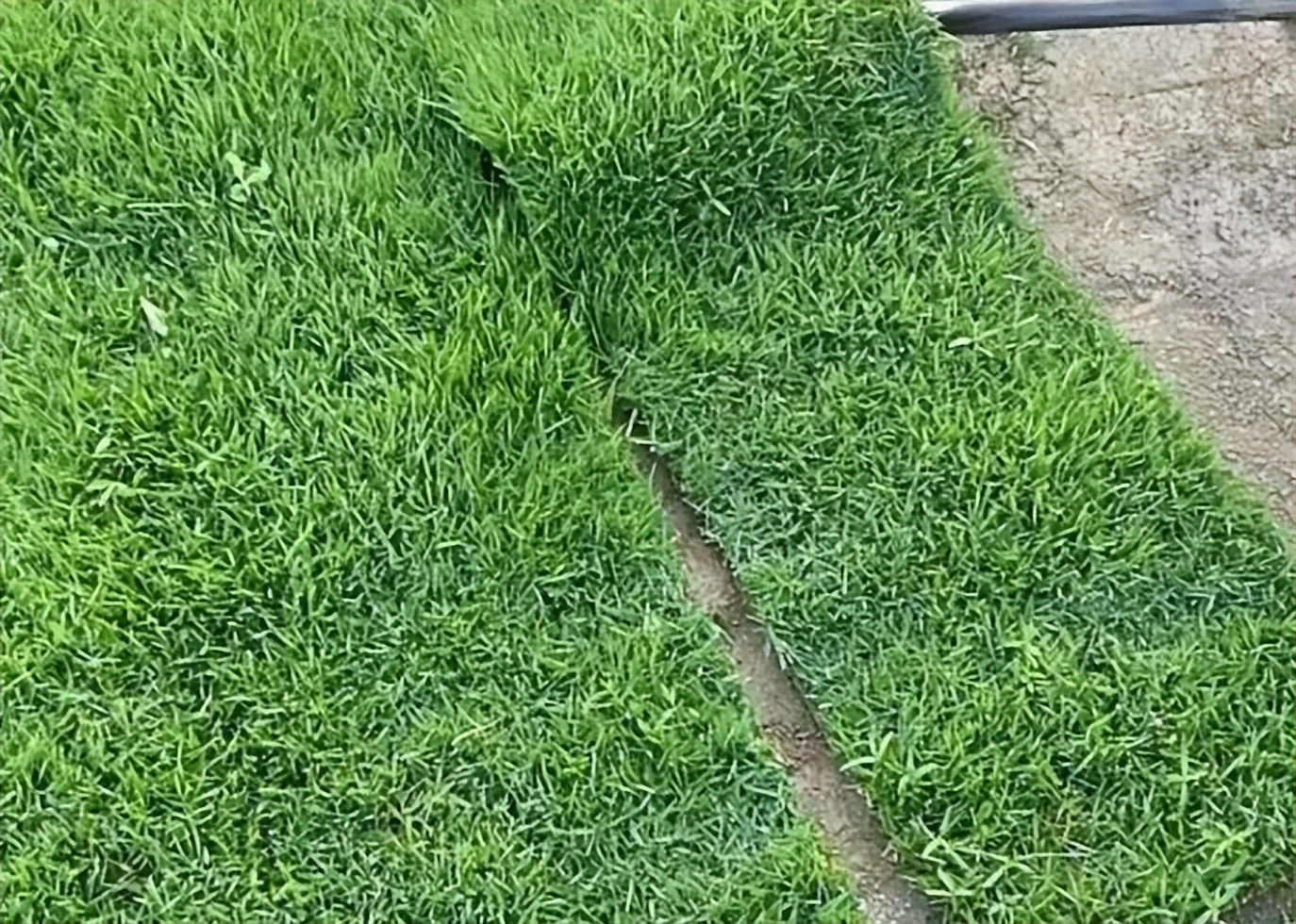 足球场天然草皮成本多少钱,足球场天然草坪价格