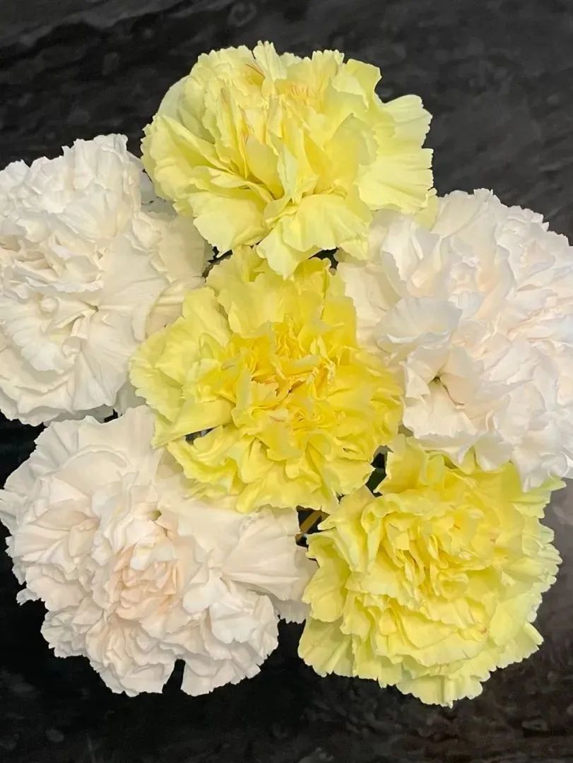 鲜花在水里能养几天会死,新加坡盆栽花卉怎么养