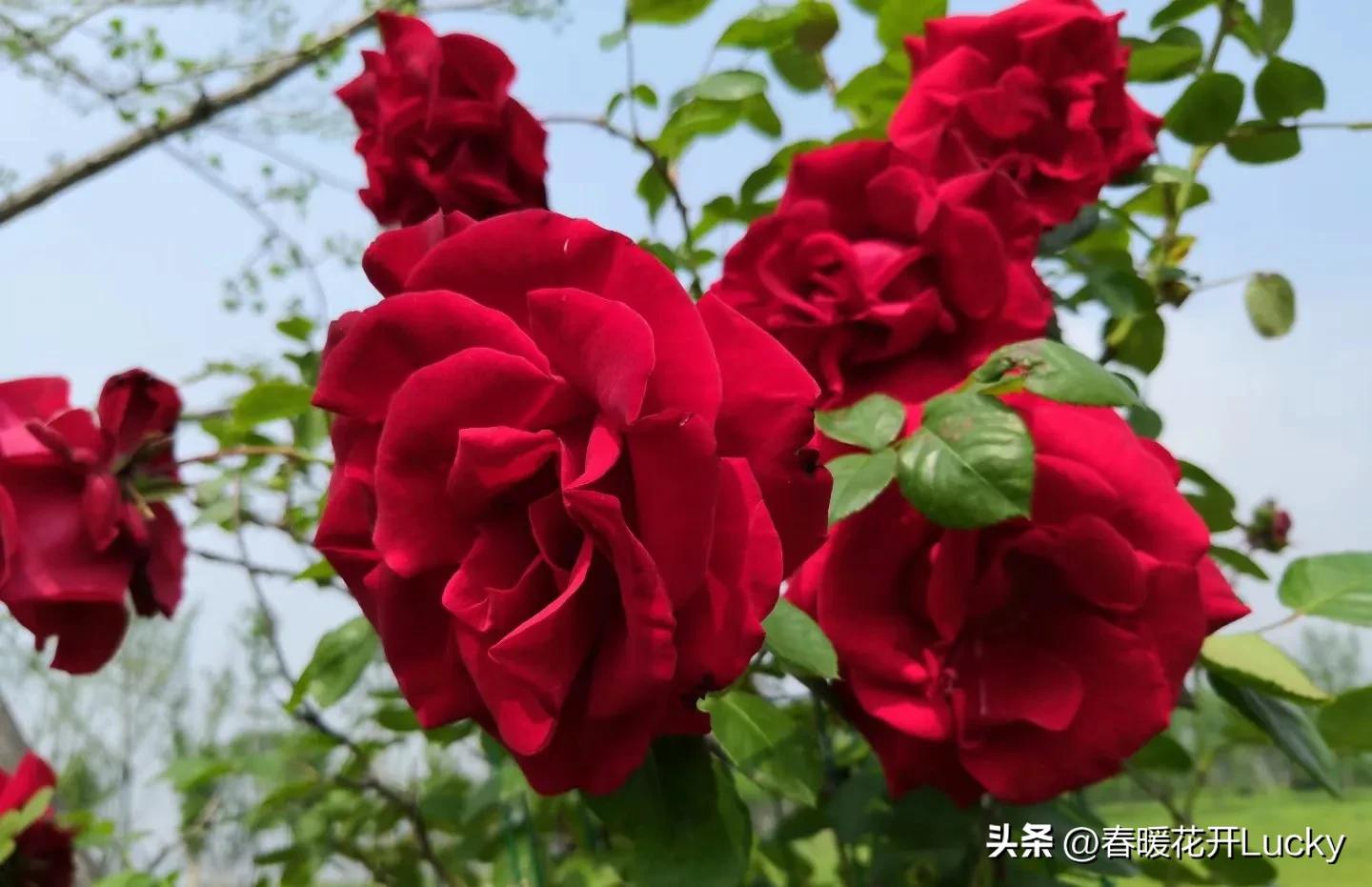 花红花火中的花火,火黄色月季花