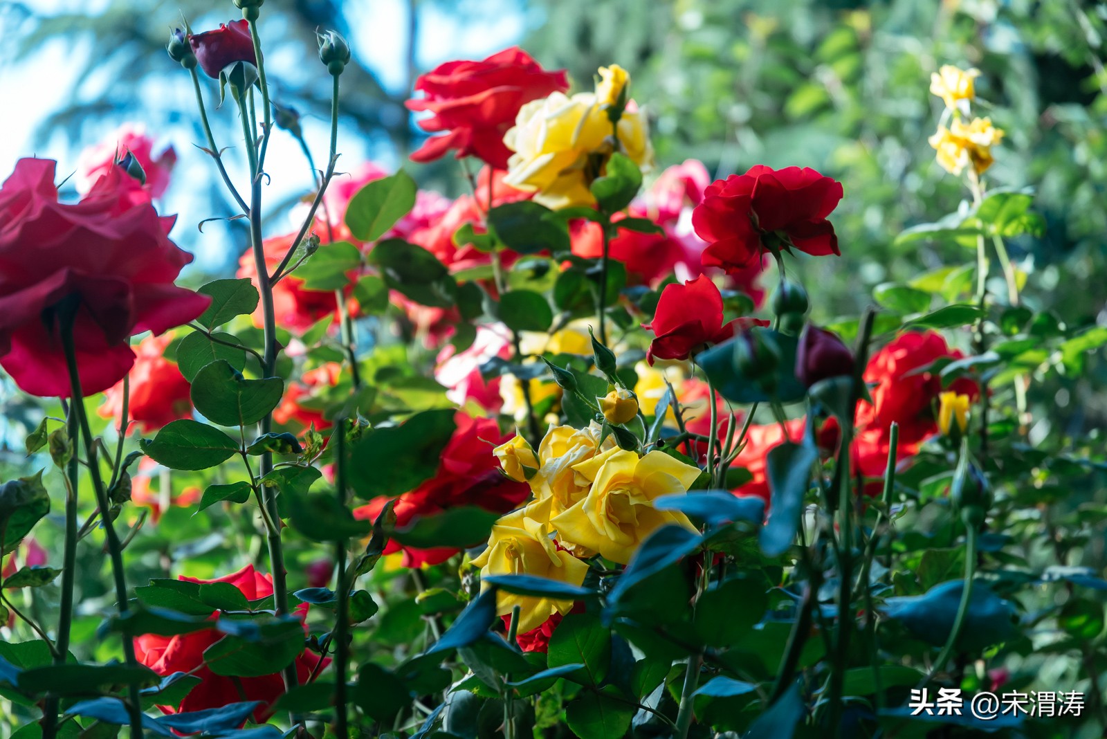 宋姓起源,山西洪洞宋姓起源