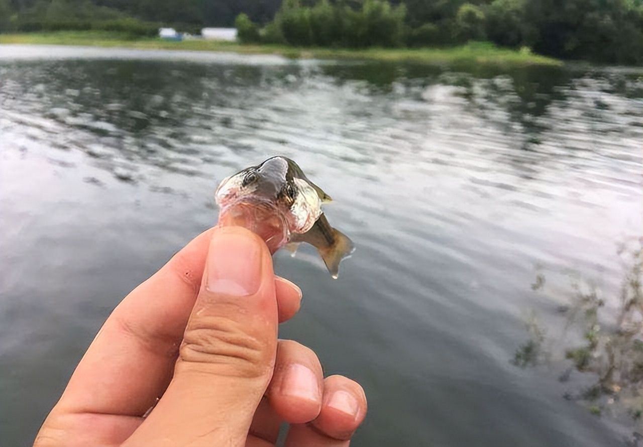 让钓友头疼的4种小杂鱼,让钓鱼人最讨厌的十种小杂鱼