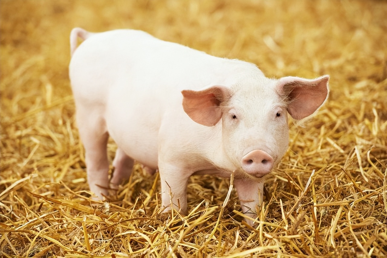 经验分享丨外购756头仔猪，总结出来的疾病防控经验