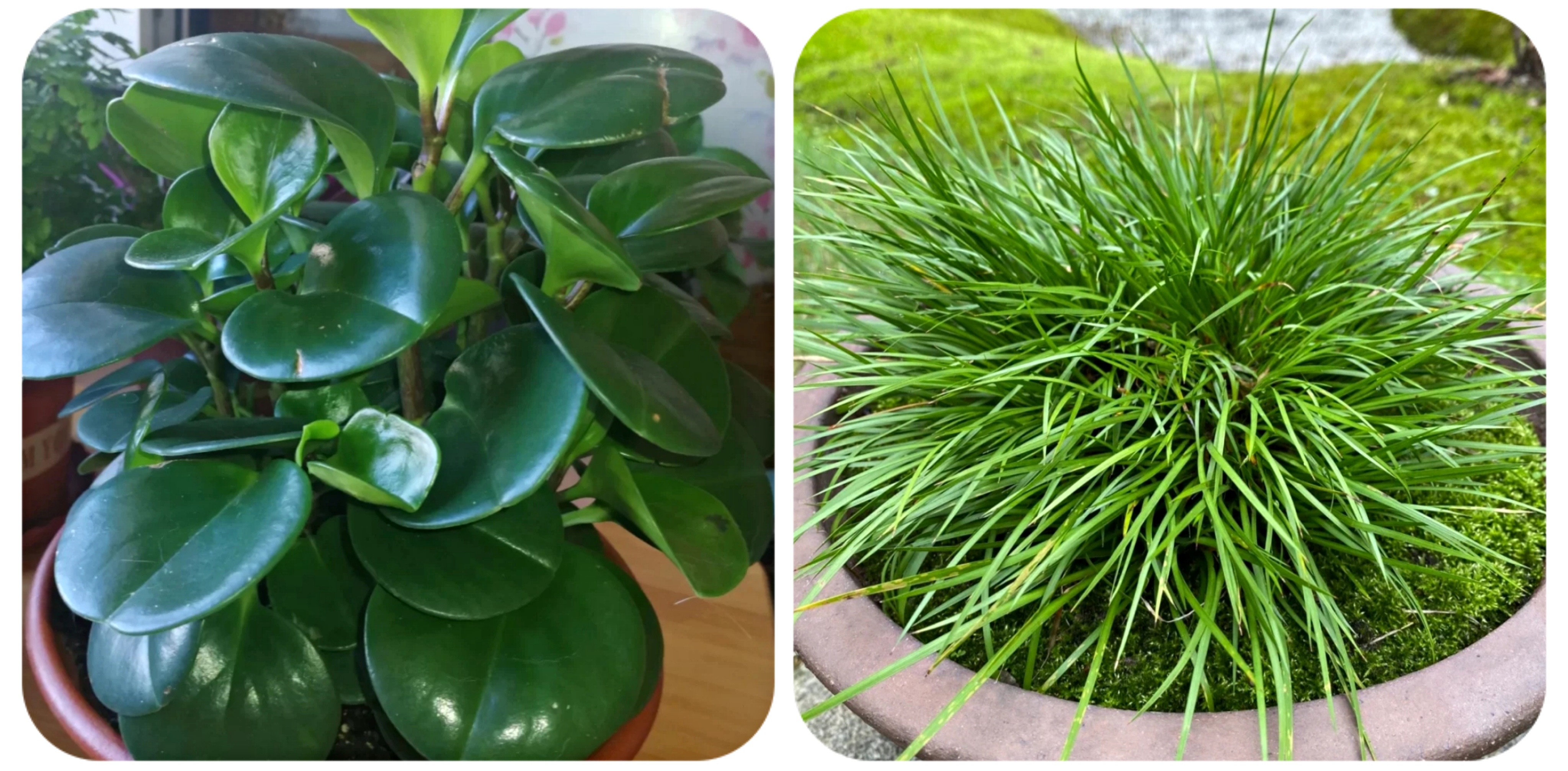 阳台上可以种什么蔬果,阳台上适合种的蔬果