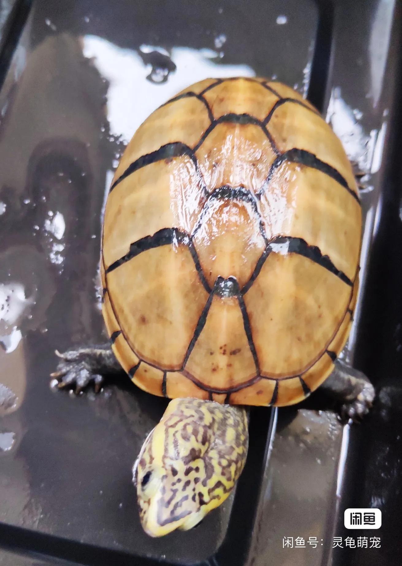 乌龟好看好玩又好养的蛋龟,最值得养的蛋龟品种