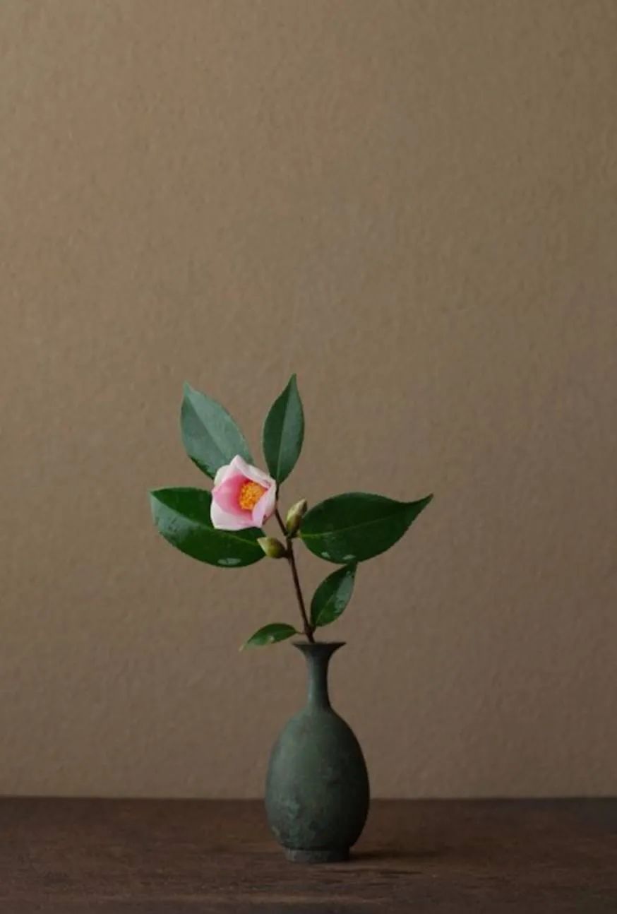 #草木有趣|雪里开花到春晚，不是寻常儿女花