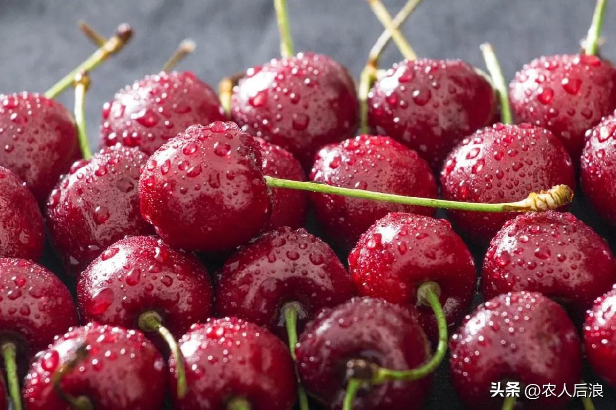 智利车厘子如何保鲜,车厘子过海怎么保鲜