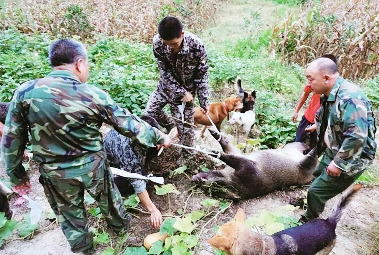 野猪泛滥成灾遭通缉,野猪泛滥成灾最新消息