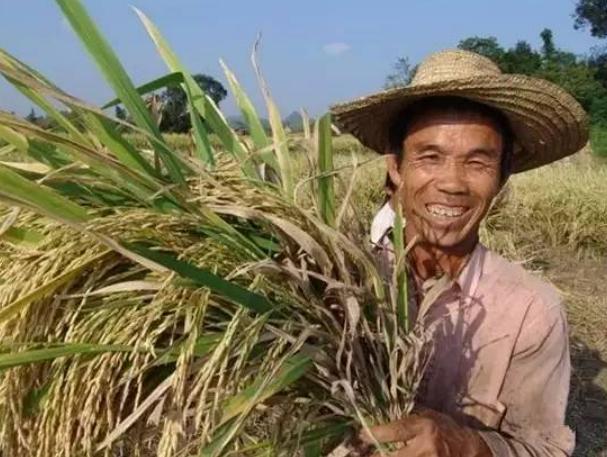 中央财政第三批实际种粮补贴政策,国家发放200亿种粮补贴了吗