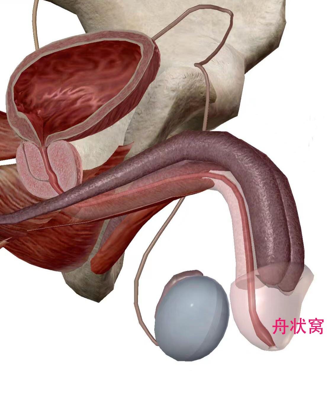 男性尿完尿为什么会抖一下,为什么尿完尿会抖一下