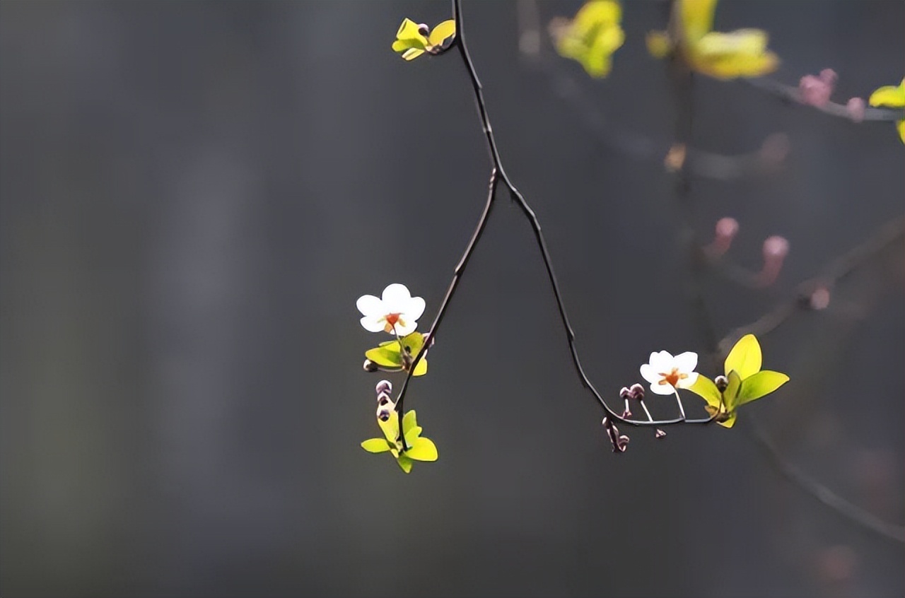 黑色背景高级感视频怎么拍,手机壁纸黑色系高级感