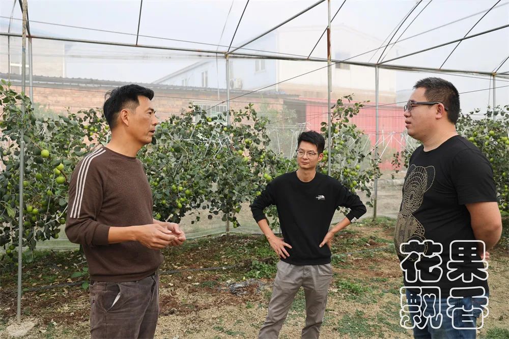 苹果枣，一颗冉冉升起的水果新星