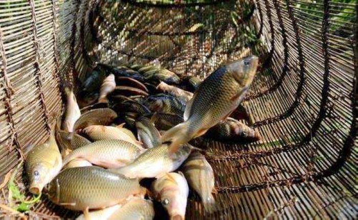 正在消失的河鲜图片,正在消失的河鲜排名