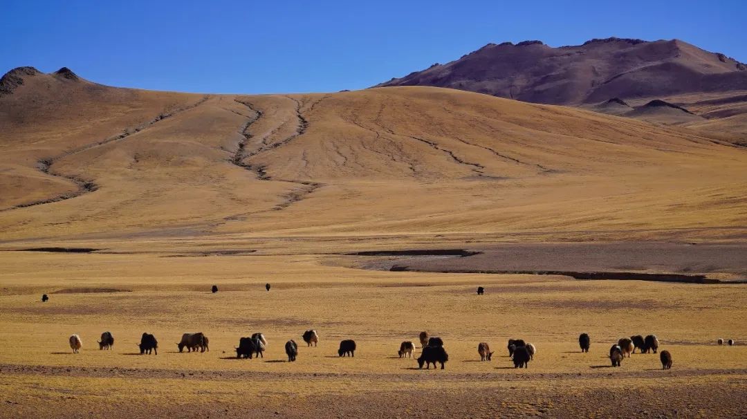 自驾穿越西藏最危险的路,4800公里川藏线穿越
