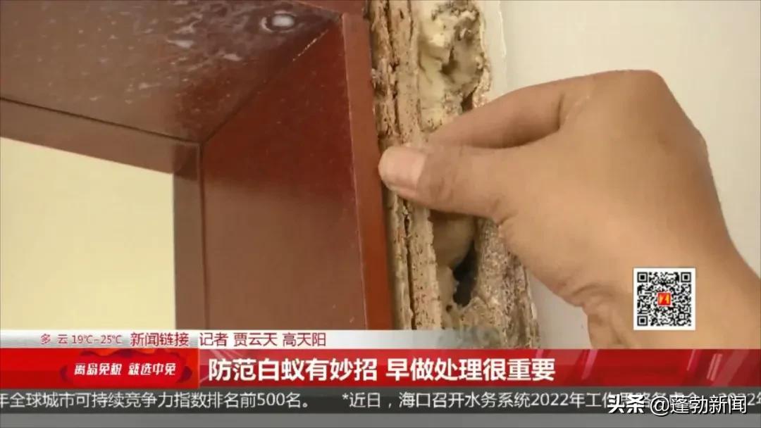 大量白蚁在家中筑巢啃噬家具，令人头皮发麻！如何防范看这里→