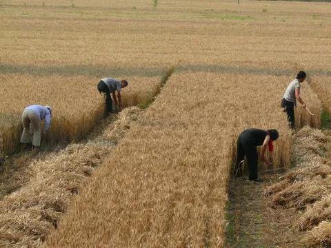 农民种田地实在不容易啊,农民种庄稼不容易呀