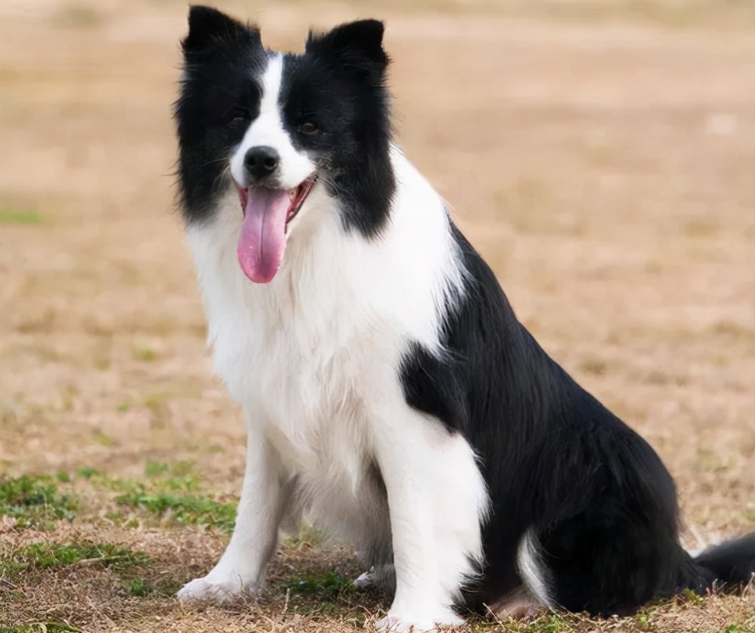 边牧口碑最好的狗粮排行榜前十名,边牧犬狗粮排名前十名