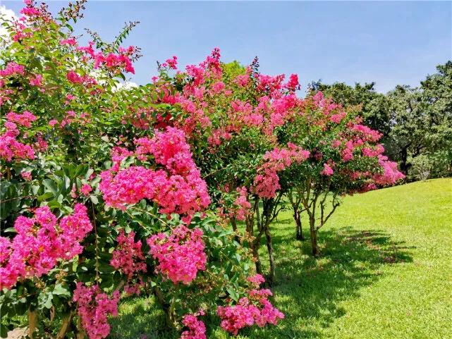 大花紫薇枝叶,紫薇大花的照片