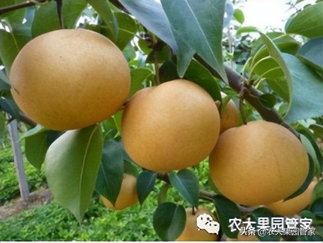 优质果树苗木品种介绍,最好的新品种苹果苗木