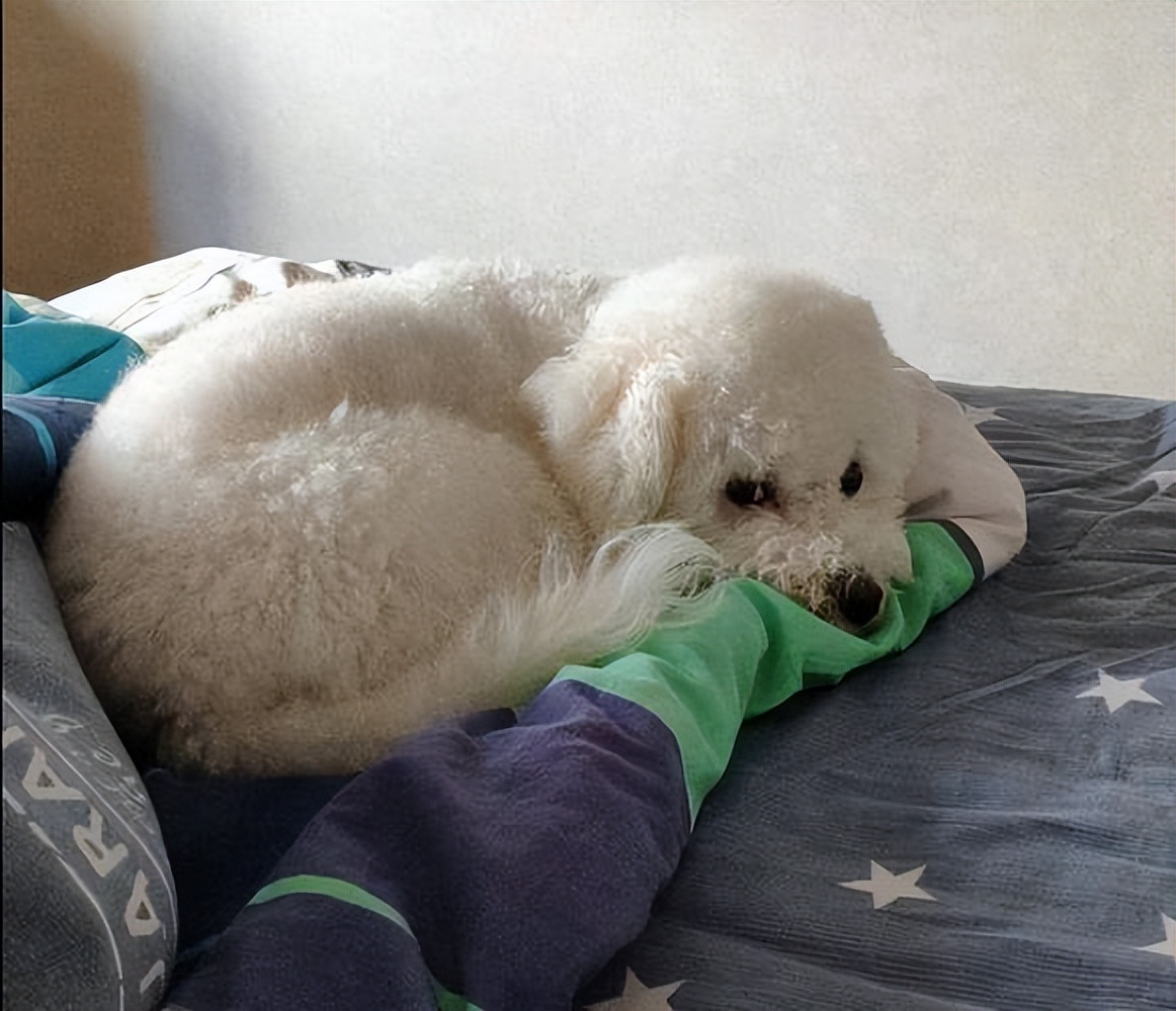 如何给比熊狗狗安全感呢,比熊幼犬缺乏安全感的表现