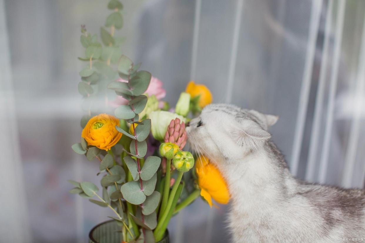 猫咪不能接触什么花草,对猫咪无害的花草