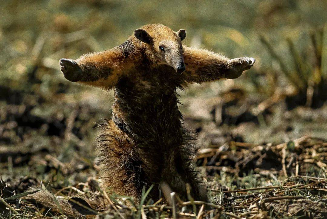 中国第19届国际摄影艺术展览征稿,第十八届中国国际摄影艺术展评选