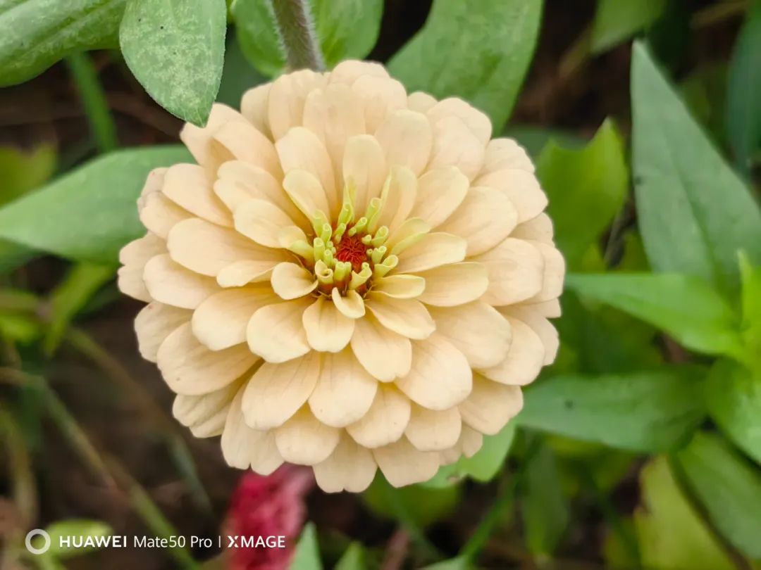 华为mate50pro24年还值得买吗,华为mate50pro只有4g网络吗