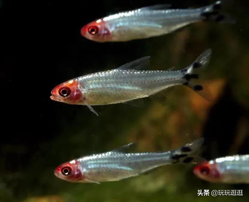 什么鱼观赏鱼不吃水草,适合在造景缸里的大型观赏鱼推荐