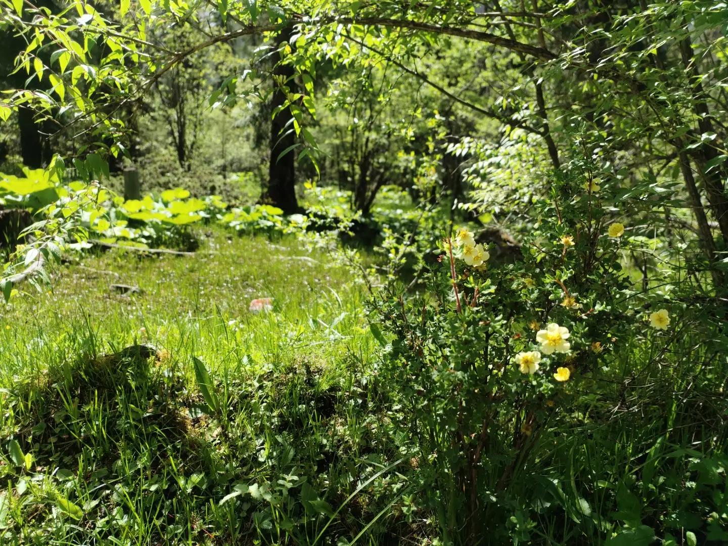 四川四姑娘山双桥沟图片,四姑娘山双桥沟最新视频