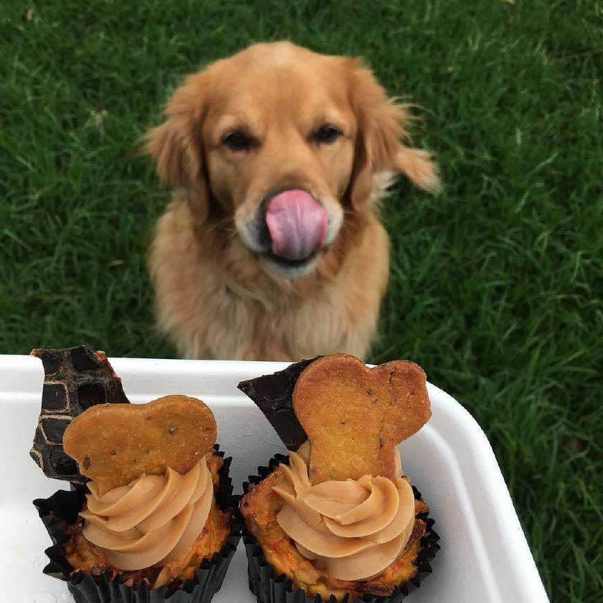 养了一只不听话的金毛该怎么办,养一只金毛的血泪史