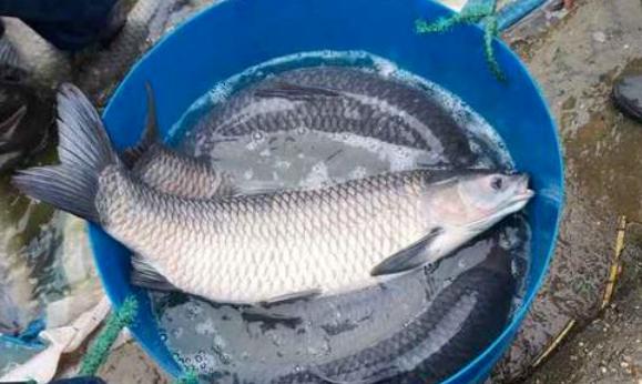 30多斤的青鱼有多长寿,青鱼最大能长多少斤