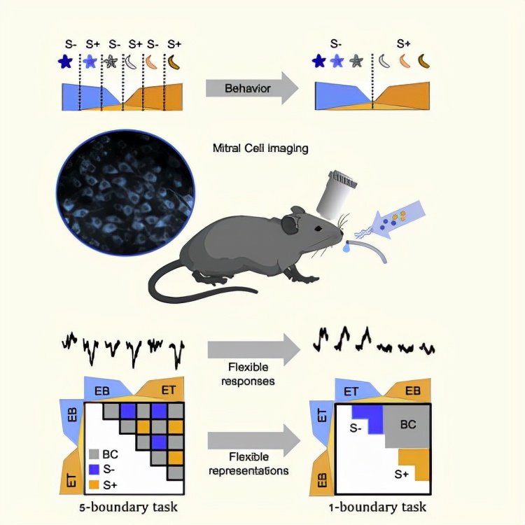 闻到女生身上的香味是体香吗,为啥女人身上总有香味