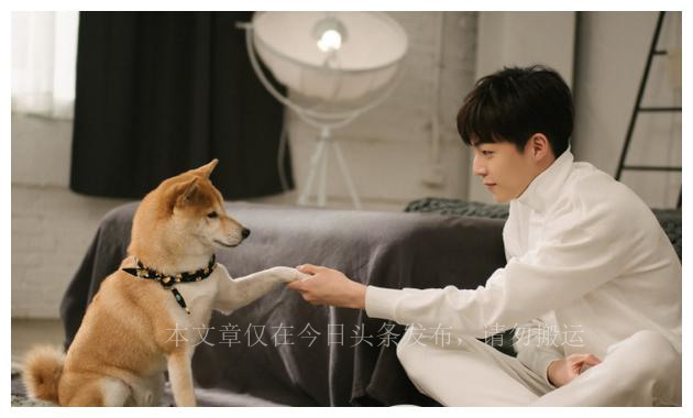 狗为啥喜欢闻狗屁股,为什么狗喜欢闻狗屁股