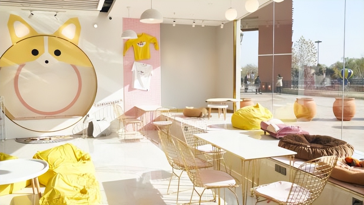 深圳开了一家柯基主题咖啡屋,柯基宠物咖啡馆