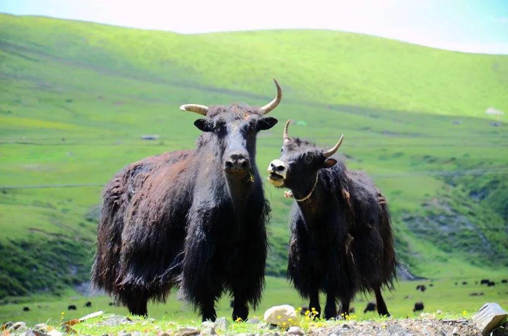 越吃越上瘾香料,什么香料越吃越上瘾