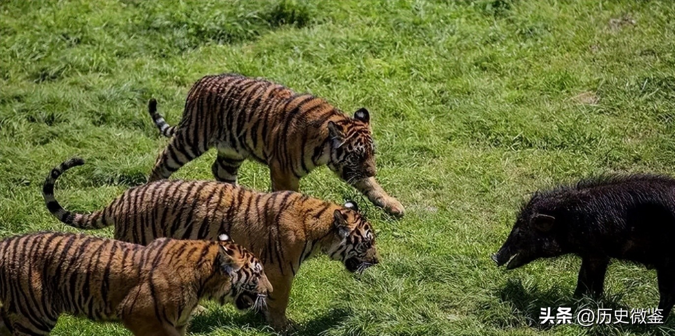 中国将5只华南虎放到非洲草原，繁衍15只后，为何迟迟不回中国