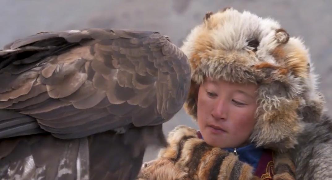 金雕击毙狼全过程,蒙古猎鹰捕狼视频