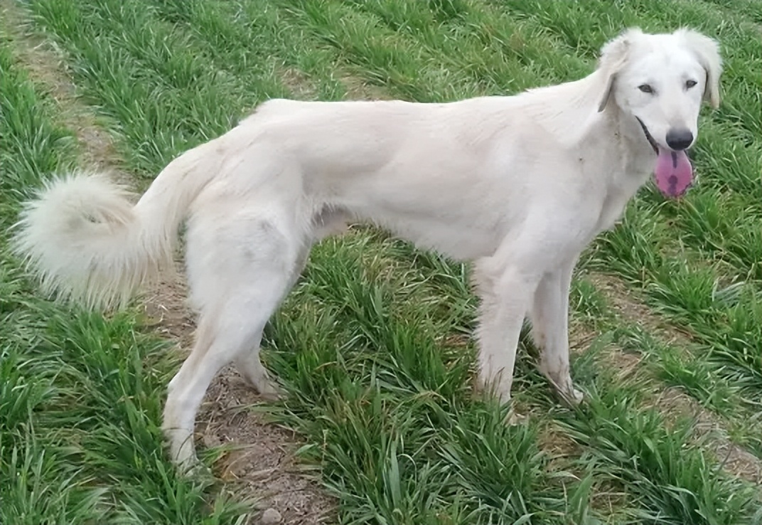 狗狗视频大全小狗打猎,上山打猎狗狗