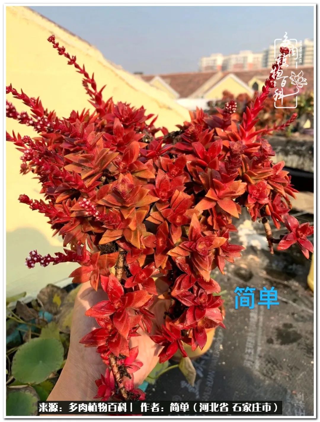 自从养了多肉以后视频,养多肉治愈生活中的疲惫和琐碎