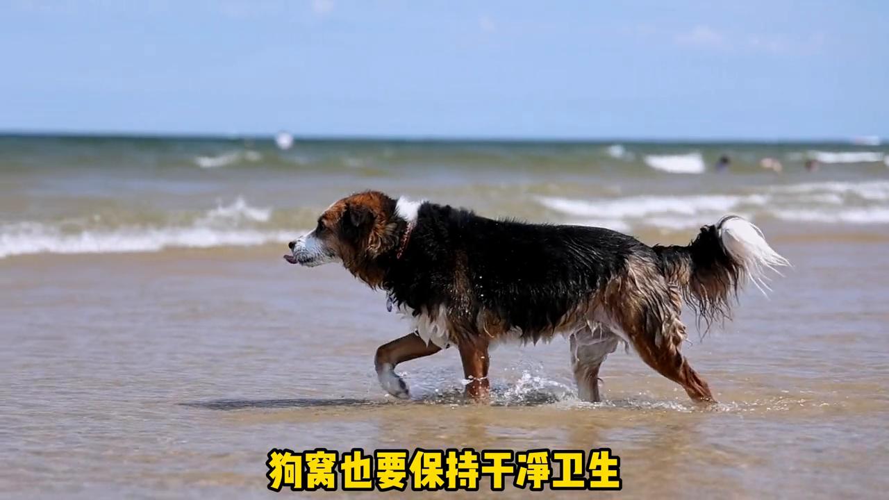 狗狗的第一次发情时间是多久？