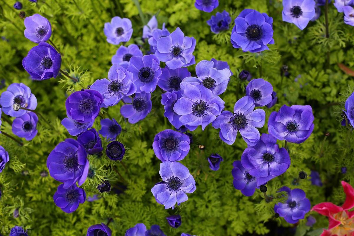 美人花种植方法,适合秋天播种的时令花