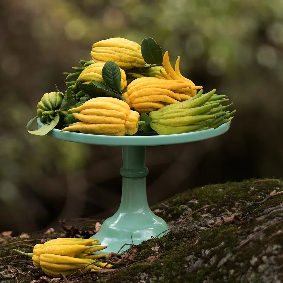 佛手清供哪里买,又到白茶飘香时